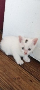 American Curl – Baby kittens