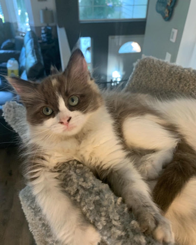 Ragdoll – purebred ragdolls
