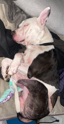 rehome dogs