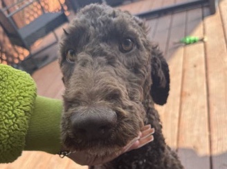 Labradoodle – Loving Labradoodle looking for Rehome – Mountain View