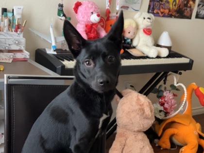 Labrador Retriever – Free Dog! – Missouri City