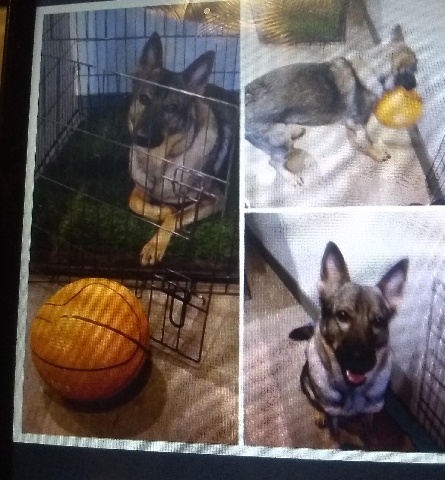 German Shepherd – girl, name chichi looking for a good home