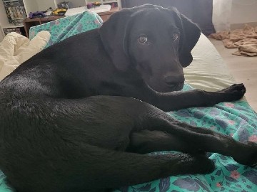 Labrador Retriever – chien