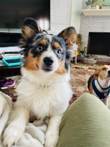 Pembroke Welsh Corgi – lovable fluffy Pembroke corgi
