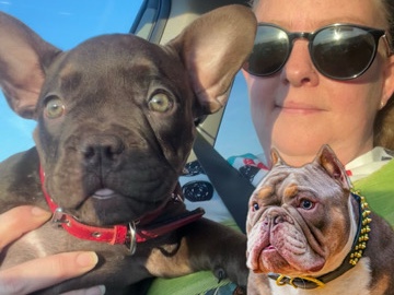 Bull Terrier (Miniature) – micro bullies – Greensboro