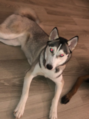 Siberian Husky – Selling My Husky/ Crate trained