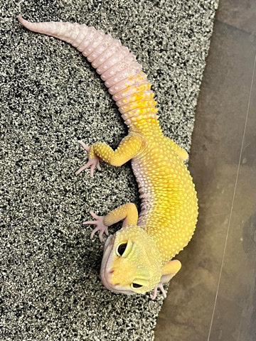 Need Homes