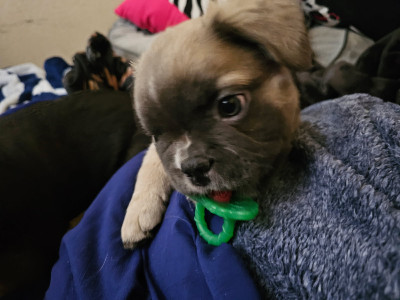 French Bulldog – Furry Frenchies puppies.... – Prineville