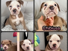 Olde English Bulldogge - Old English Bulldog (OEB) available for adoption in Sirnach