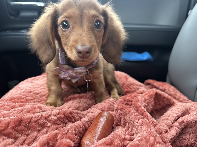 Dachshund – long hair mini dachshund – Jal
