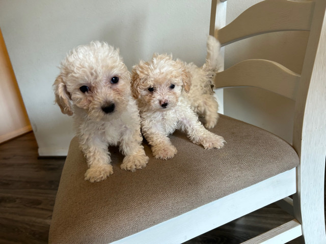 Poodle – toy poodle