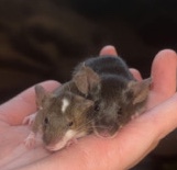 Any – *Expected* Fancy Mice Litter