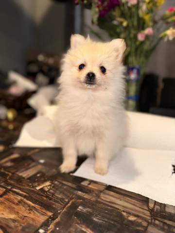 tcup pom