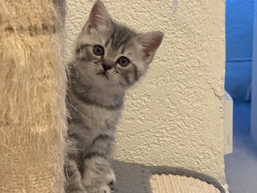 Scottish Fold – Beautiful Silver Tabby Kitten for Sale 🐾 – Birmingham