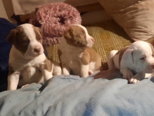 American Pit Bull Terrier – Pitbull/Springer Puppies Ready For Homes – Seattle