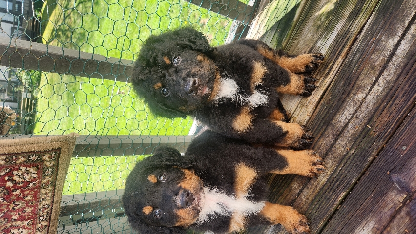 bernedoddle pups