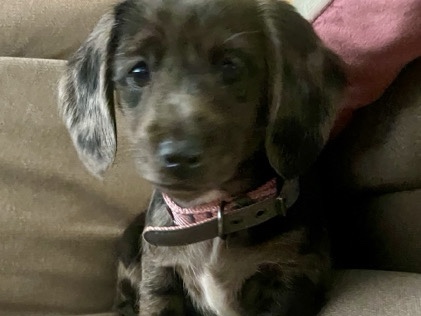 Dachshund – Dashund Female