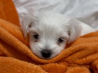 Maltese - Bichon Maltes available for adoption in Вила-Сека