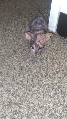 sphynx
