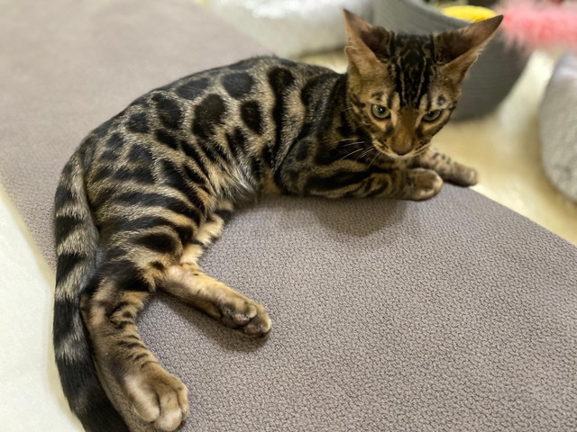Bengal – Selling 2 Bengals