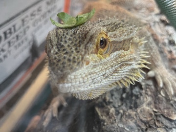 Bearded Dragon – Obi | Rehoming Bearded Dragon – Sacramento