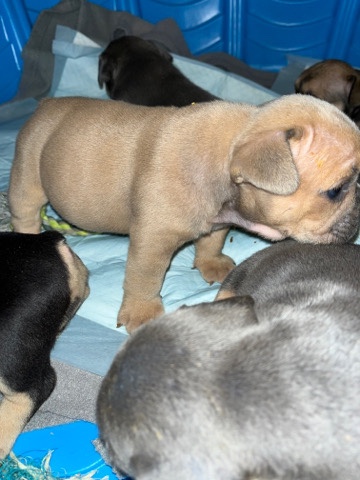 French Bulldog – Pups Pups Pups