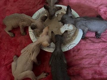 Sphynx – Sphynx kittens – Bullhead City