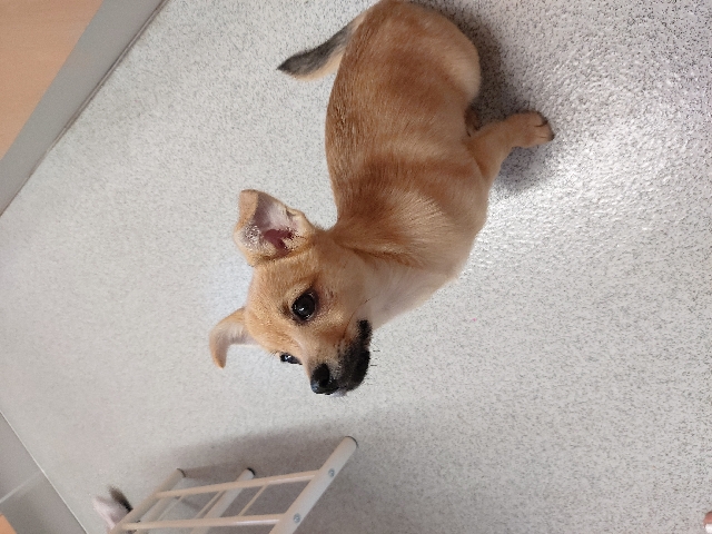 Pomeranian – pomeranian little puppy