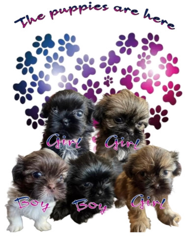 Shih Tzu – CKC Shih Tzu pups