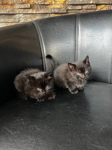 kittens