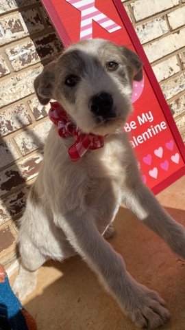 Siberian Husky – husky doodles
