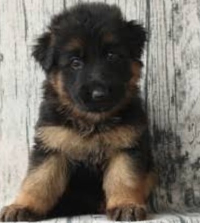 German Shepherd – German Shepherd