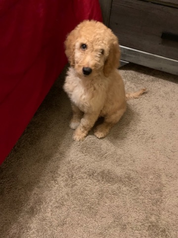 Poodle – 3 Months Goldendoodle