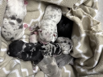 French Bulldog – french bulldog puppies – Lawrence