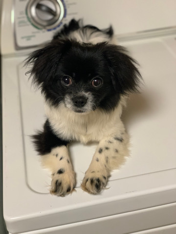 Small dog: Peekapoo (need gone asap!) 