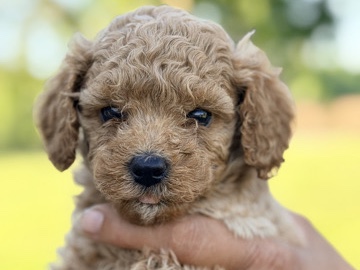 Poodle – toy poodle – Bridgeport