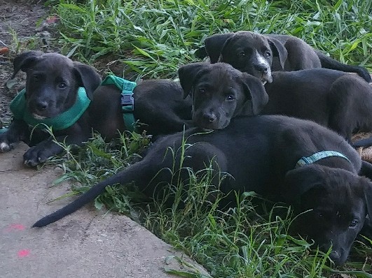 Labrador Retriever – lab pups – Joshua