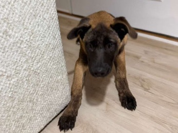 Belgian Shepherd Dog (Malinois) – Rehoming – Louisville