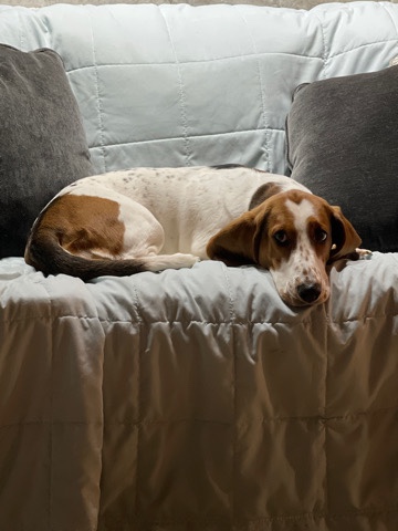 Grace the basset hound