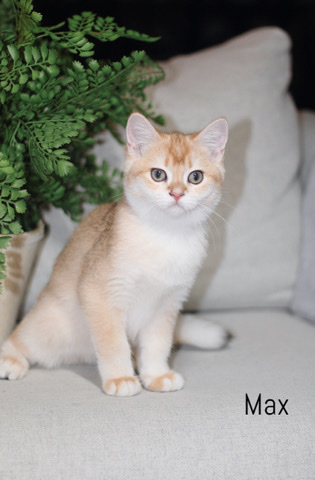 British Shorthair – British kitten