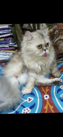 Persian (Traditional) – persian cat female