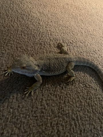Bearded Dragon and Terraium for Sale