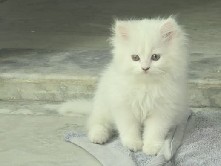 Persian (Modern) - Persian kitty blue eye available for adoption in New Delhi