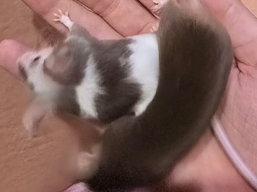 Farbmäuse + zubehör