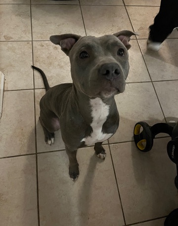 Blue Nose Pitbull