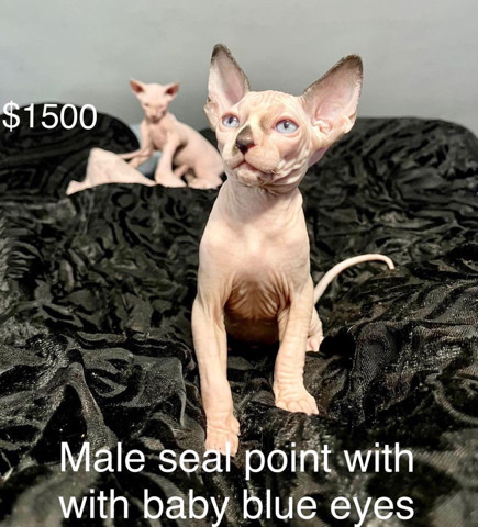 Sphynx – Sphynx kittens