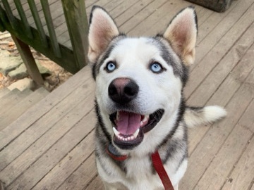 Shepsky – Shepsky named Ace – Huntington
