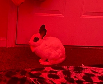 American – Bunny For Sale