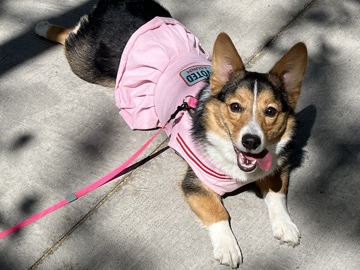 Pembroke Welsh Corgi – Cute Corgi needs a new home. – Albuquerque