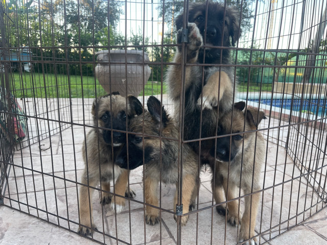 Belgian Shepherd Dog (Malinois) – Belgian Malinois puppies